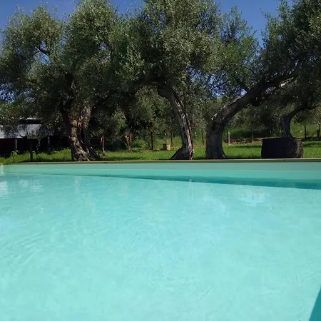 La Collina Con Gli Ulivi *