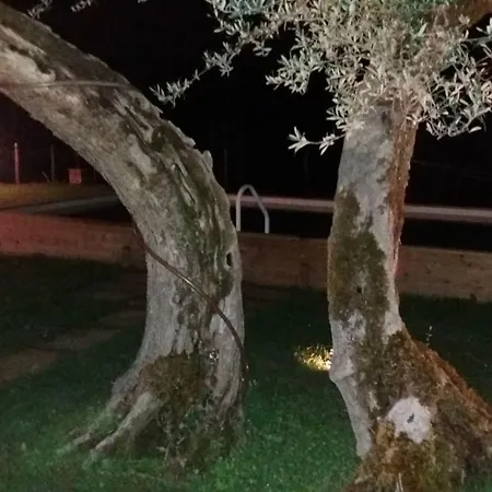 La Collina Con Gli Ulivi 度假居 *