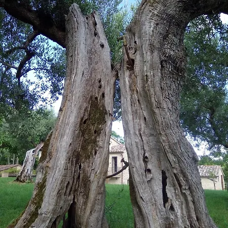 度假居 La Collina Con Gli Ulivi *